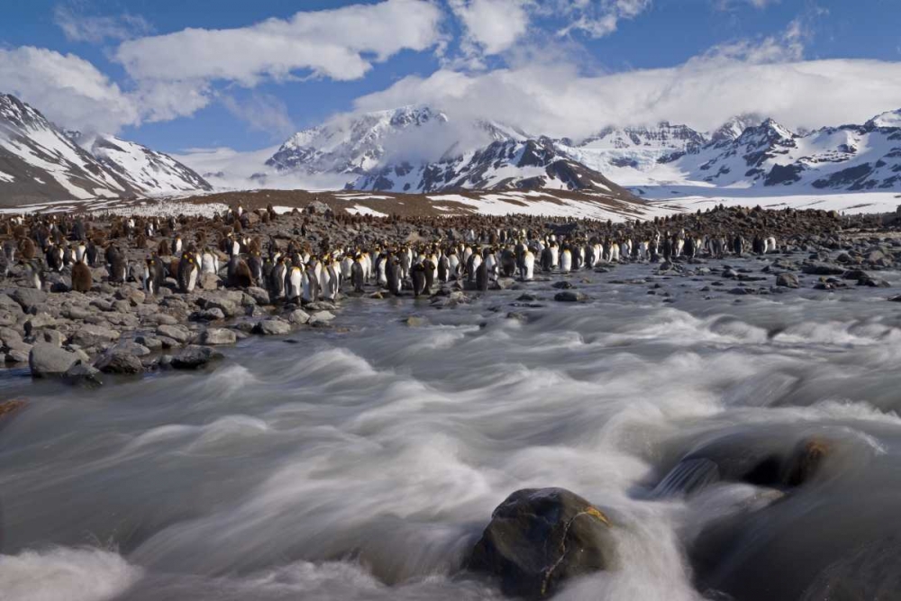 South Georgia Island, King penguin colony